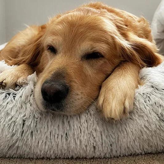 Cozy Dog Sofa Bed